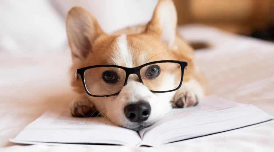 15 giống chó thông minh nhất và tại sao loài chó thông minh của chúng có thể có tác dụng đối với hoặc chống lại bạn!