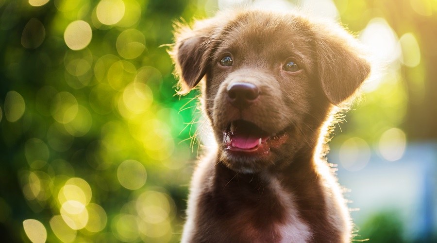 Những gì bạn có thể mong đợi trong năm đầu tiên của cún con