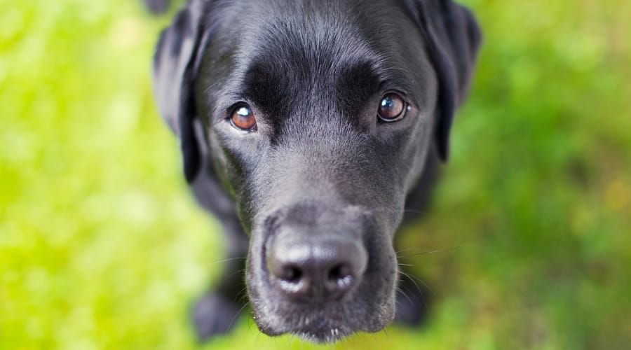 37 Giống chó đen có bộ lông đen ngắn, trung bình và dài