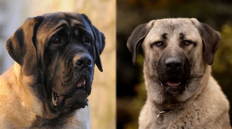 English Mastiff và Anatolian Shepherd: Sự khác biệt và giống nhau về giống