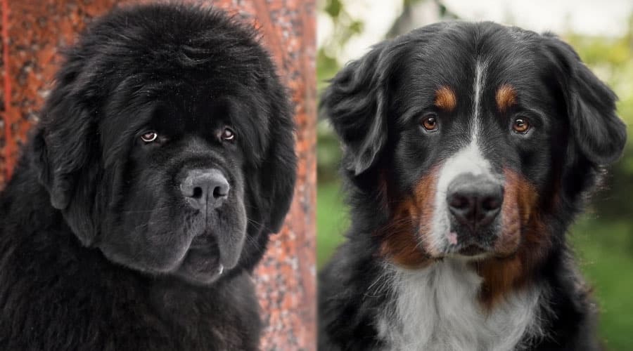 Newfoundland và Bernese Mountain Dog: Sự khác biệt và giống nhau về giống