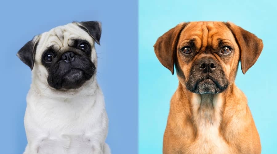 Pug vs. Puggle: Sự khác biệt và giống nhau về giống