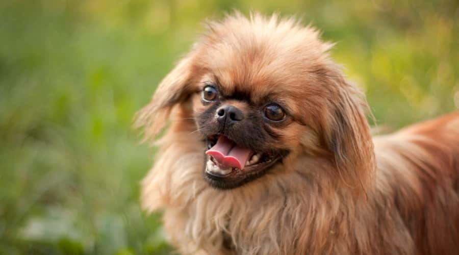 Thông tin về giống chó Pekingese: Sự thật, Đặc điểm, Hình ảnh và hơn thế nữa