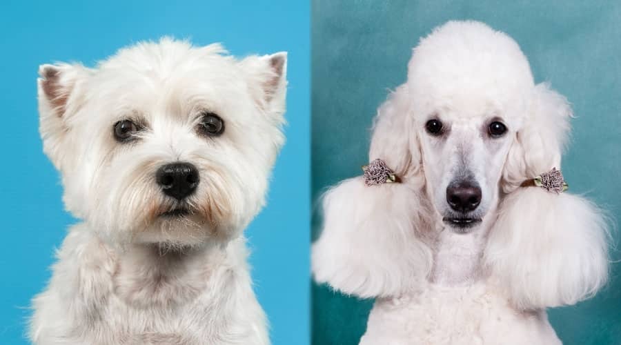 West Highland Terrier vs. Poodle: Sự khác biệt và giống nhau về giống